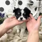 チワワ(ロング)