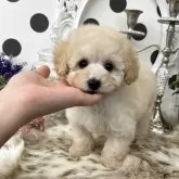 タイニープードル