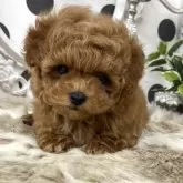 ティーカッププードル【京都府・男の子・2025年7月20日・レッド】の写真5