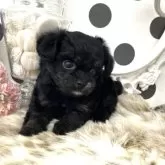 チワドル【京都府・男の子・2025年9月1日・ブラックタン】の写真5