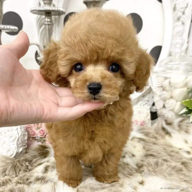ID:2310-02943の子犬