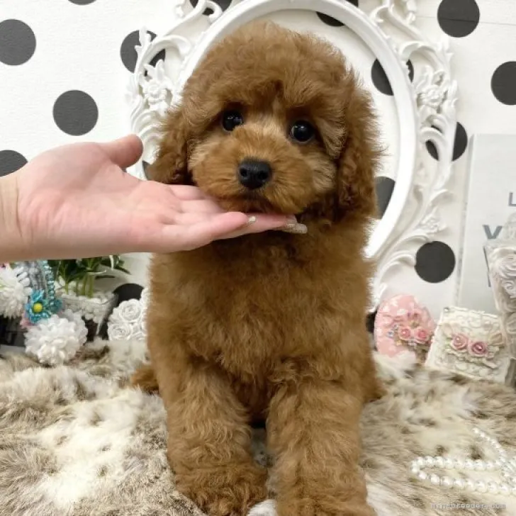 ID：2301-02602の子犬