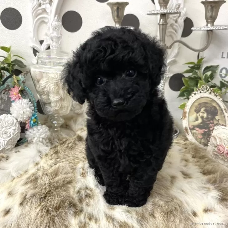 ID：2407-07163の子犬