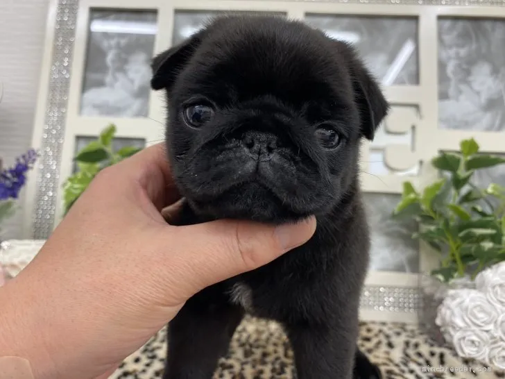 ID：2101-03244の子犬