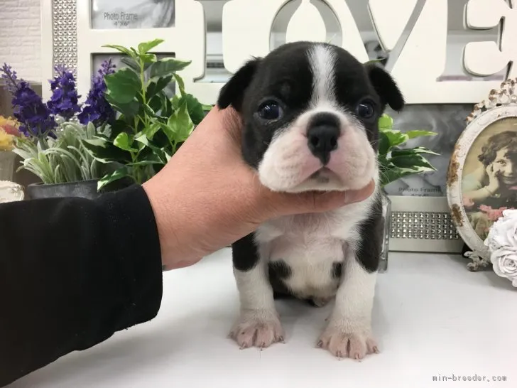 ID:1901-02848の子犬