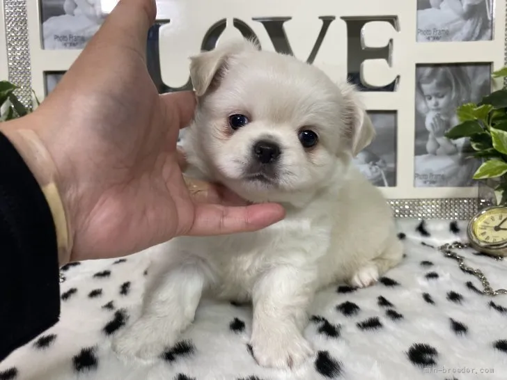 ID：2108-02727の子犬