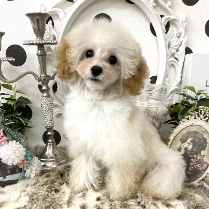 A.W 様のお迎えした子犬