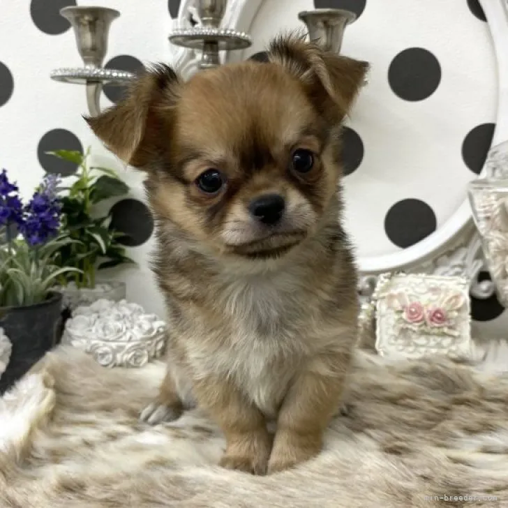 ID：2307-05110の子犬