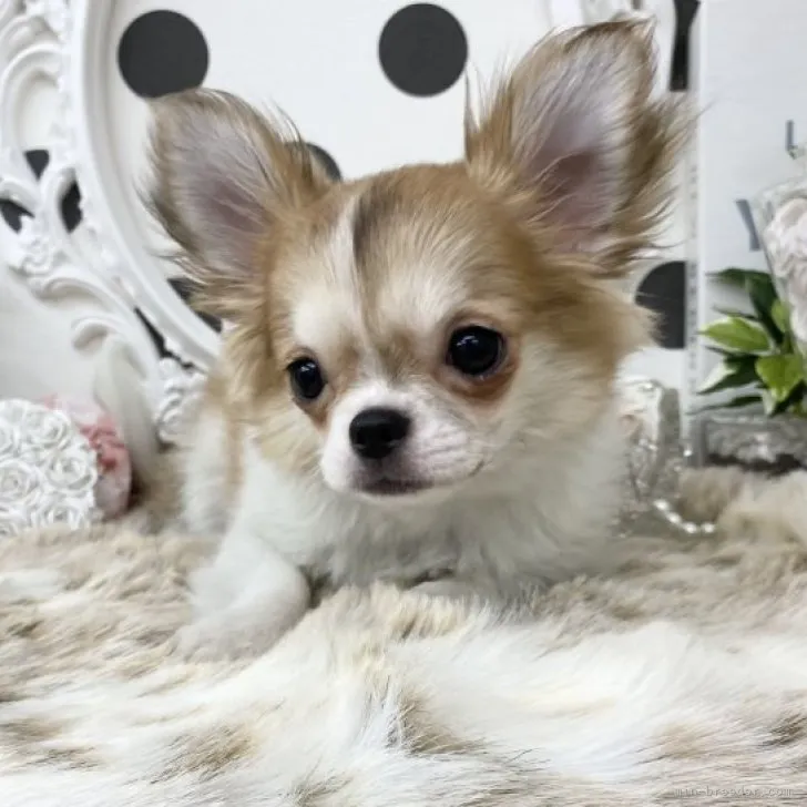 ID：2302-00610の子犬