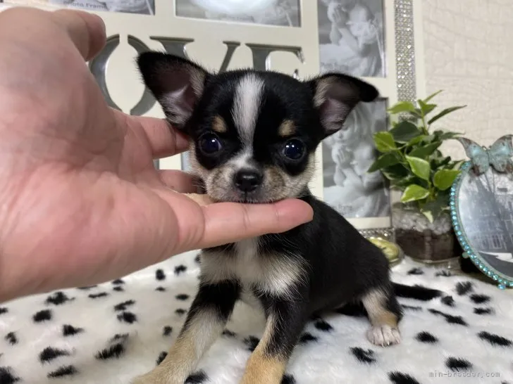 ID:2110-03039の子犬