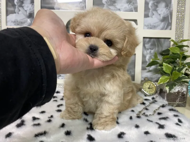 ID：2205-01861の子犬