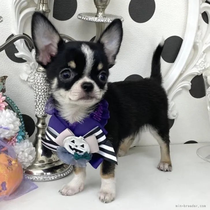 ID:2209-02215の子犬