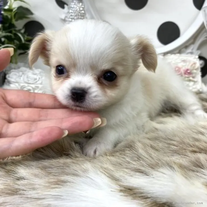 ID:2307-05111の子犬