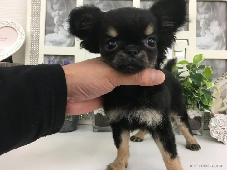 ID:1902-00978の子犬