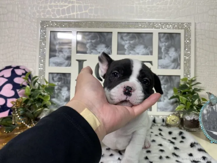 ID：2110-04249の子犬
