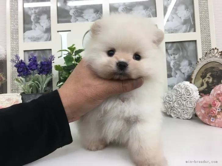 ID:1902-02553の子犬