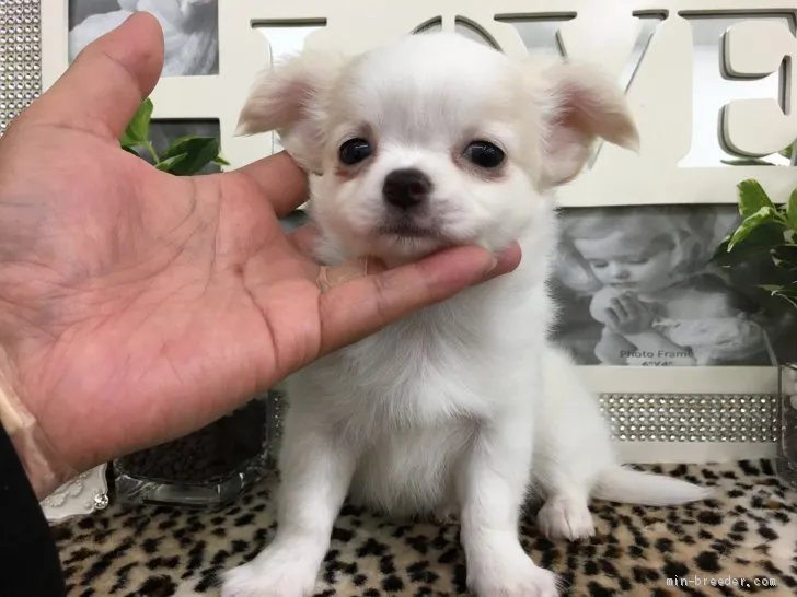 ID:2009-00547の子犬