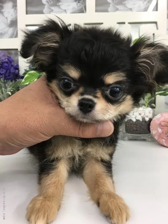 ID:1808-01755の子犬
