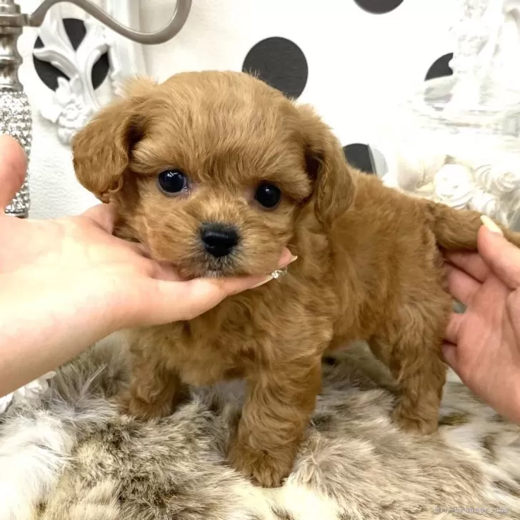 ID：2405-00088の子犬