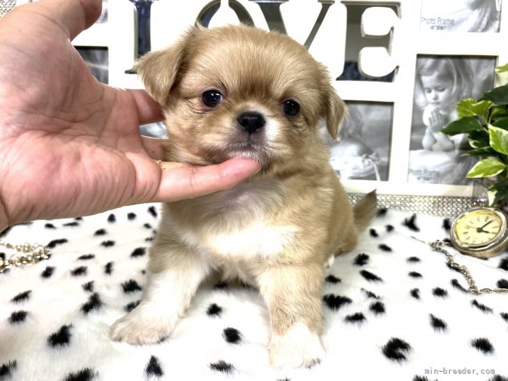 ペキニーズ チワワ 京都府 男の子 21年7月7日 濃いめクリーム ホワイト系 超お顔の可愛い 今話題のペキチ 4兄妹お鼻ぶっちゅ みんなのブリーダー 子犬id 2108 ペキニーズ チワワ 京都府 男の子 21年7月7日 濃いめクリーム ホワイト系 超お顔の可愛い 今話題のペキチ 4兄妹お鼻ぶっちゅ みんなのブリーダー 子犬id 2108