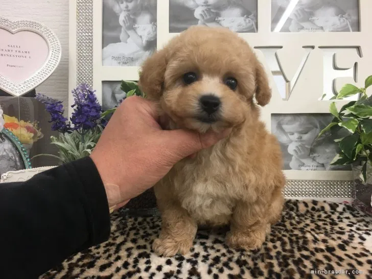 K.N 様のお迎えした子犬