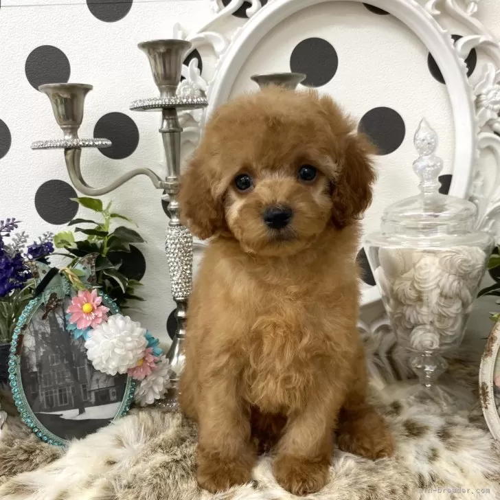 SY 様のお迎えした子犬