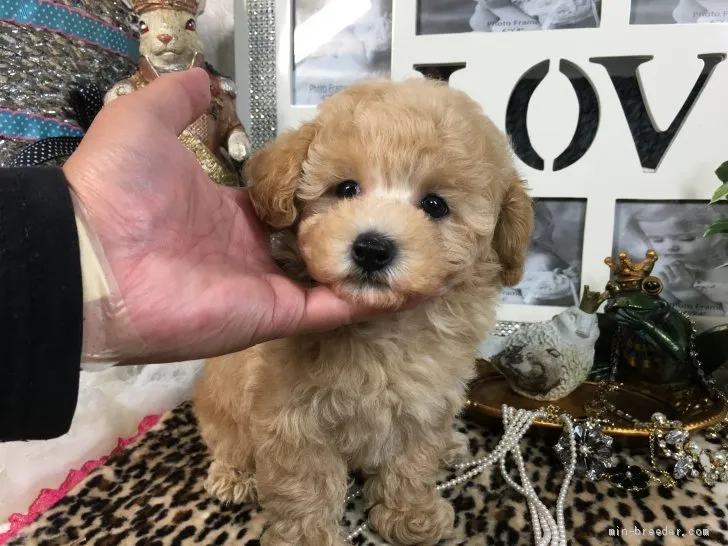 Y.T 様のお迎えした子犬