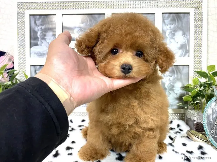 C.N 様のお迎えした子犬