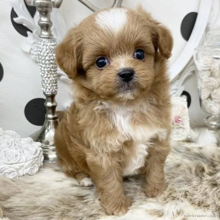 ID：2309-01389の子犬