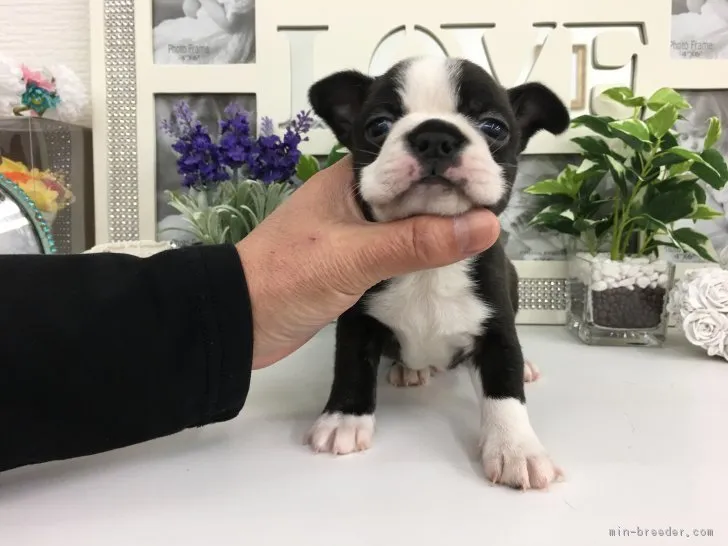 コーヒーガム 様のお迎えした子犬