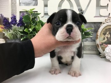 ボストンテリア【京都府・男の子・2019年1月1日・ボストンカラー】の写真「お顔ムッチムチ❣️キュートなおぼっちゃま❗️」