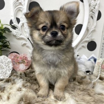 チワワ(ロング)【京都府・男の子・2022年11月20日・フォーン】の写真「おとぎの国から出てきた可愛いお鼻ペッタン４兄妹❣️」