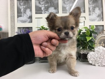 チワワ(ロング)【京都府・女の子・2018年12月27日・ブルーフォーン&ホワイト】の写真「うさぎ耳の✨可愛いい💕バニーガール❣️」