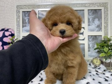 トイプードル(タイニー)【京都府・女の子・2021年12月19日・アプリコット(濃いめ)】の写真「ちょびっと訳ありだけどとってもお顔の可愛い女の子💕」