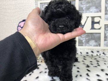 トイプードル(ティーカップ)【京都府・女の子・2021年7月27日・ブラック】の写真「超〜可愛すぎる✨スペシャル級の1人っ子ちゃん❣️」