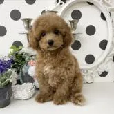 タイニープードル【京都府・男の子・2022年8月10日・アプリコット】の写真1