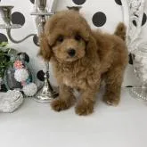 タイニープードル【京都府・男の子・2022年8月10日・アプリコット】の写真3