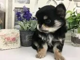 チワワ(ロング)【京都府・男の子・2018年12月31日・ブラックタン】の写真4