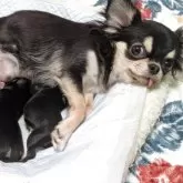 チワワ(ロング)【群馬県・女の子・2025年8月9日・ブラックタン&ホワイト】の写真14「生まれたての頃。ママの母乳だけででスクスク育ちました。」