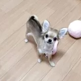 チワワ(ロング)【群馬県・男の子・2025年6月6日・レッド】の写真8「コンパクトなボディのかわいい子です。」