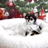 チワワ(ロング)【群馬県・女の子・2025年8月9日・ブラックタン&ホワイト】の写真3