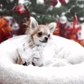 チワワ(ロング)【群馬県・男の子・2025年6月6日・レッド】の写真3