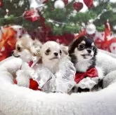 チワワ(ロング)【群馬県・男の子・2025年6月6日・レッド】の写真4「募集中の子たちといっしょに♡」