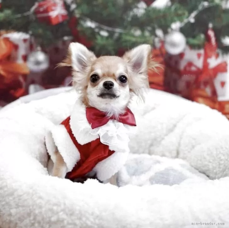 チワワ(ロング)【群馬県・男の子・2025年6月6日・レッド】の写真1「クリスマス🎄のお洋服を着てみました^_^」