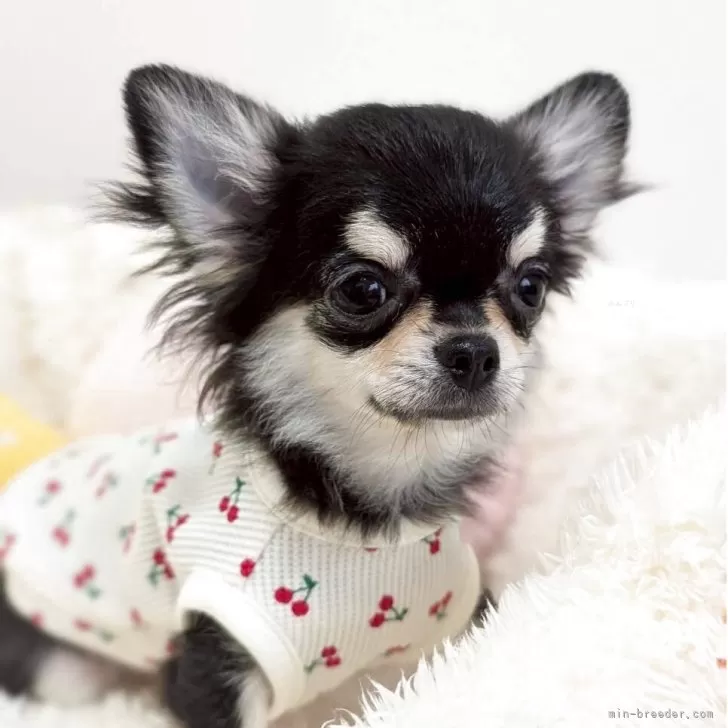 K.S 様のお迎えした子犬