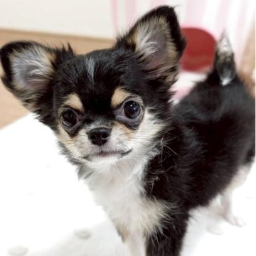 チワワ(ロング)【群馬県・女の子・2025年8月9日・ブラックタン&ホワイト】の写真「モフモフの短足ちゃん^_^」