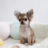 チワワ(ロング)