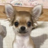 チワワ(ロング)