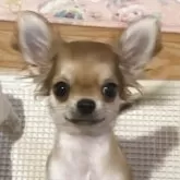 チワワ(ロング)