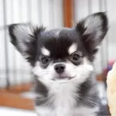 チワワ(ロング)